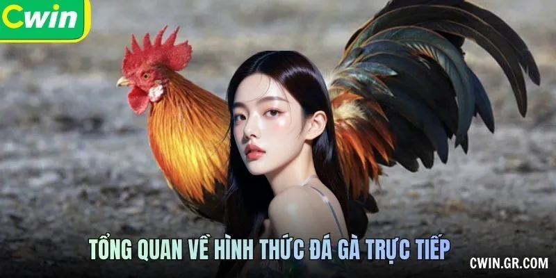 Tổng quan về hình thức đá gà trực tiếp