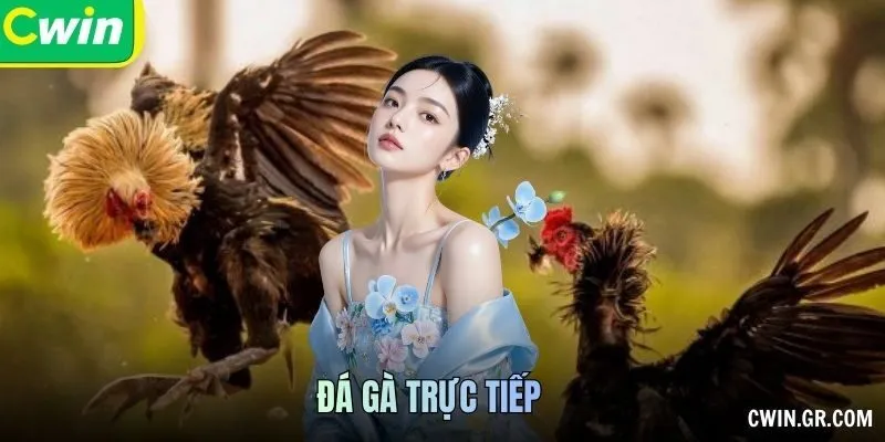 Đá Gà Trực Tiếp Kịch Tính Chân Thực Từng Phút Giây